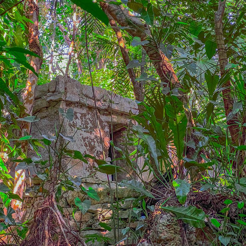 Selva Maya
